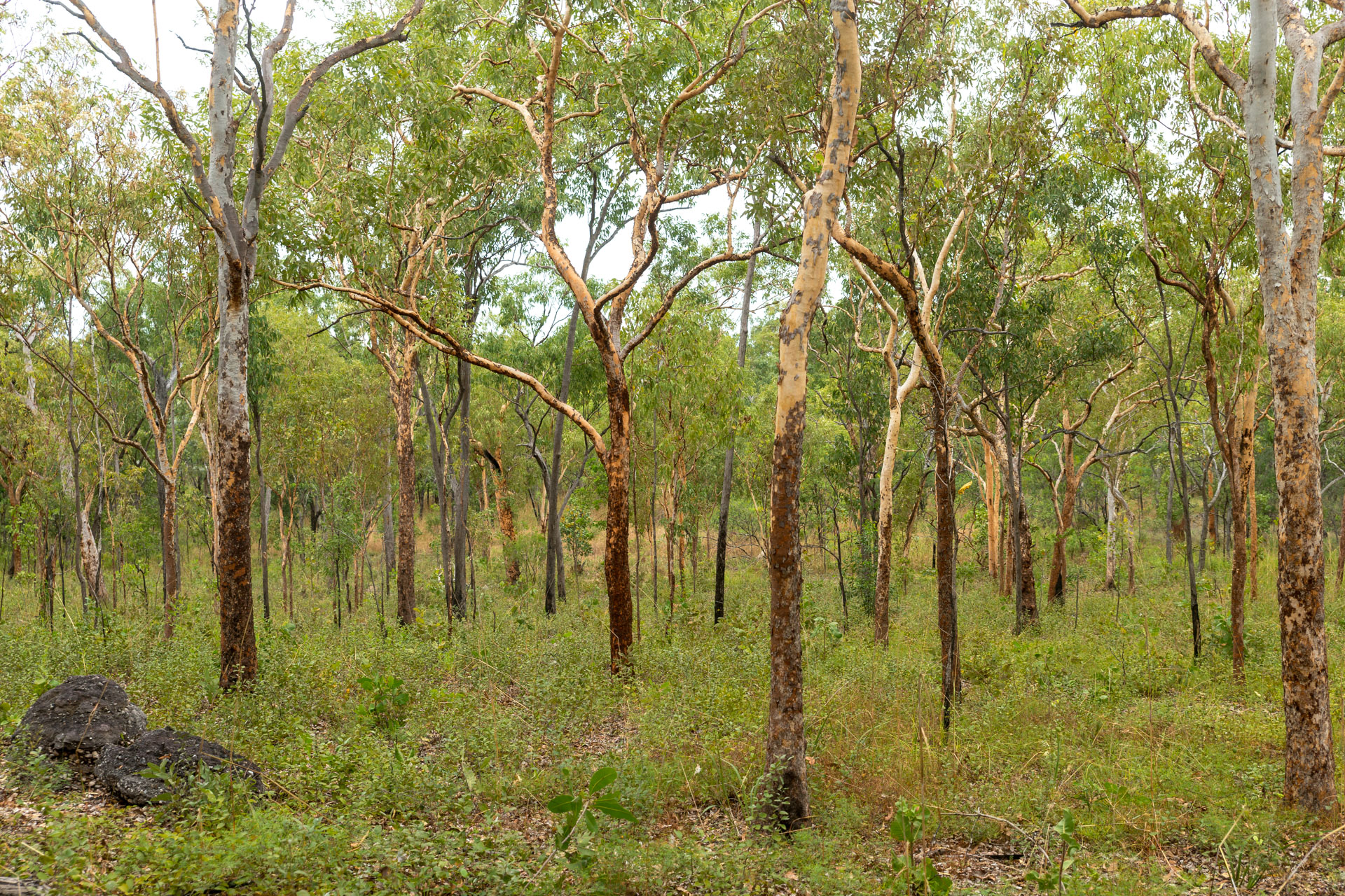 Kakadu National Park - Anbangbang Rock Shelter